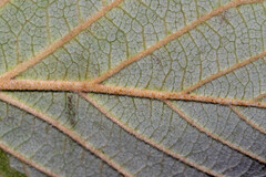 Hamamelis virginiana
