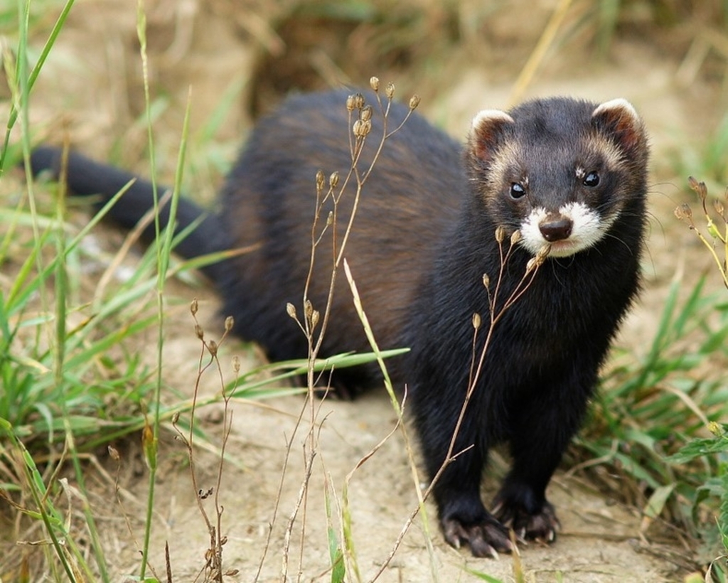 European polecats 2024 for sale