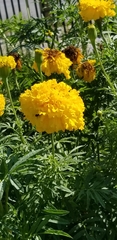 Tagetes erecta