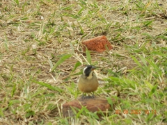 Saltator aurantiirostris