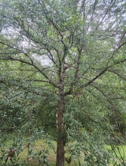 Quercus sinuata sinuata