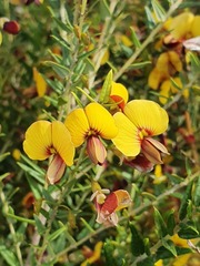 Bossiaea cinerea