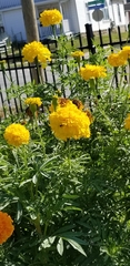 Tagetes erecta