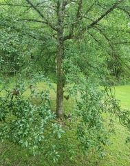 Quercus sinuata sinuata