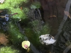 Charophyta