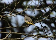 Motacilla cinerea