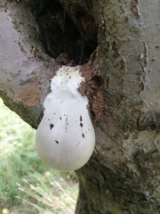 Reticularia lycoperdon