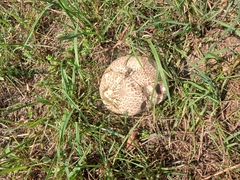 Scleroderma citrinum