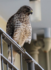 Buteo lineatus elegans