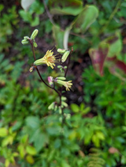 Nabalus trifoliolatus