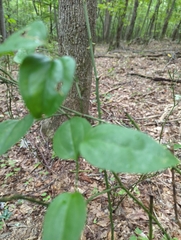 Smilax glauca