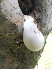 Reticularia lycoperdon