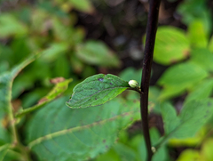 Nabalus trifoliolatus