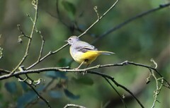 Motacilla cinerea