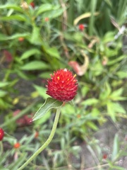 Gomphrena