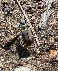 Cicindela oregona