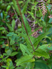 Eupatorium pilosum