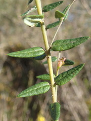 Bossiaea cinerea
