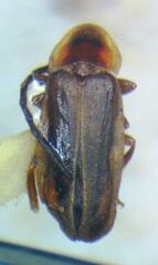 Lampyridae