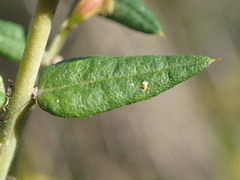 Bossiaea cinerea