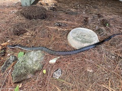 Pantherophis spiloides
