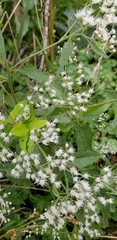 Eupatorium serotinum