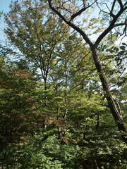 Zelkova
