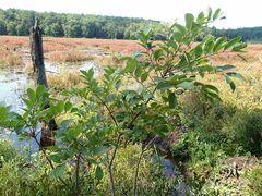 Toxicodendron vernix