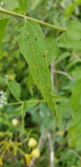 Eupatorium serotinum