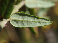 Bossiaea cinerea