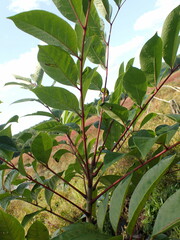 Toxicodendron vernix