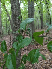 Smilax rotundifolia
