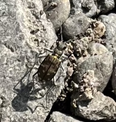 Cicindela oregona