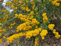 Acacia paradoxa
