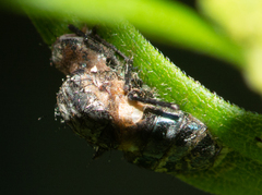 Entomophthora muscae