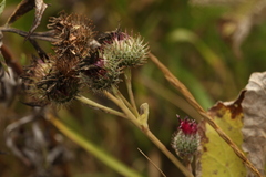 Arctium