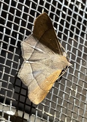 Erebidae
