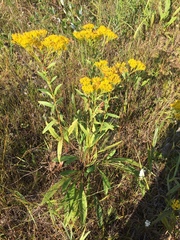 Solidago ohioensis