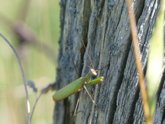 Mantodea
