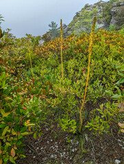 Xerophyllum asphodeloides