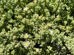 Mesembryanthemum nodiflorum