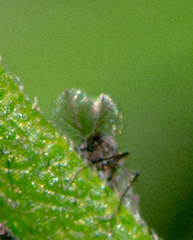 Chironomoidea