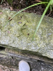 Trapelia placodioides