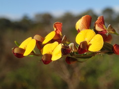 Bossiaea cinerea