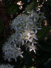 Clematis terniflora