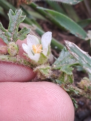 Anisodontea biflora