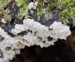 Arcyria obvelata
