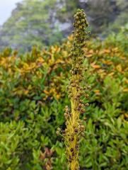 Xerophyllum asphodeloides