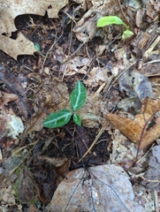 Chimaphila maculata
