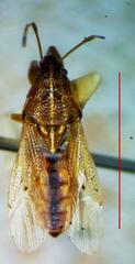Lygaeoidea